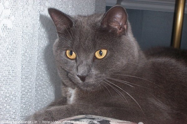 Photo de Chartreux