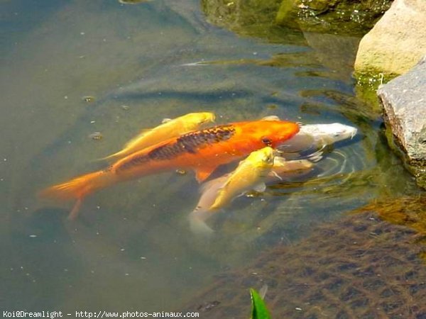 Photo de Poissons rouges