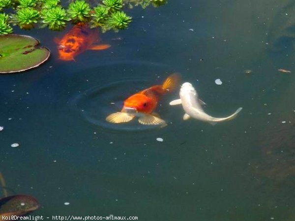 Photo de Poissons rouges