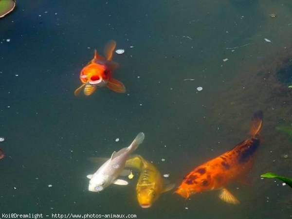 Photo de Poissons rouges