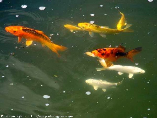 Photo de Poissons rouges