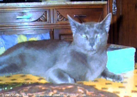 Photo de Chartreux