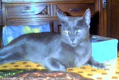 Photo de Chartreux