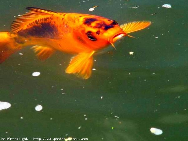 Photo de Poissons rouges