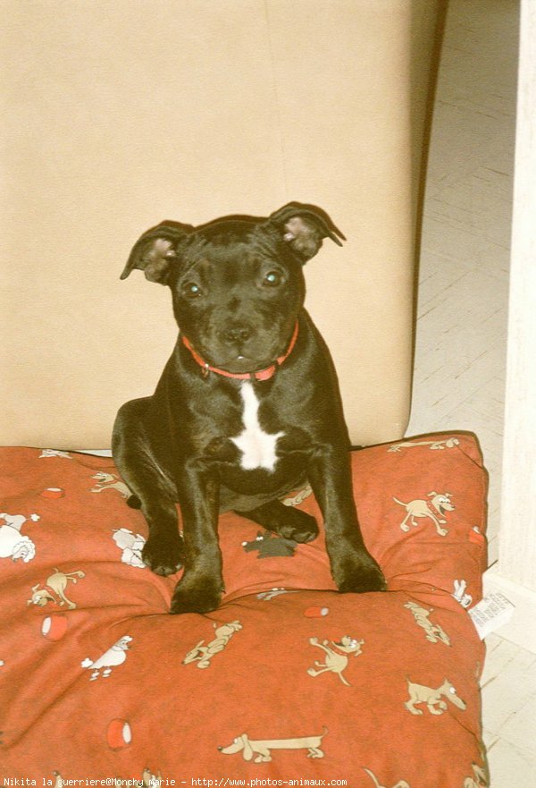 Photo de Staffordshire bull terrier