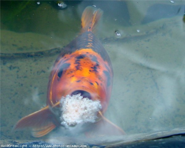 Photo de Poissons rouges