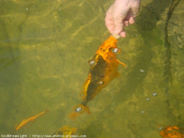 Photo de Poissons rouges