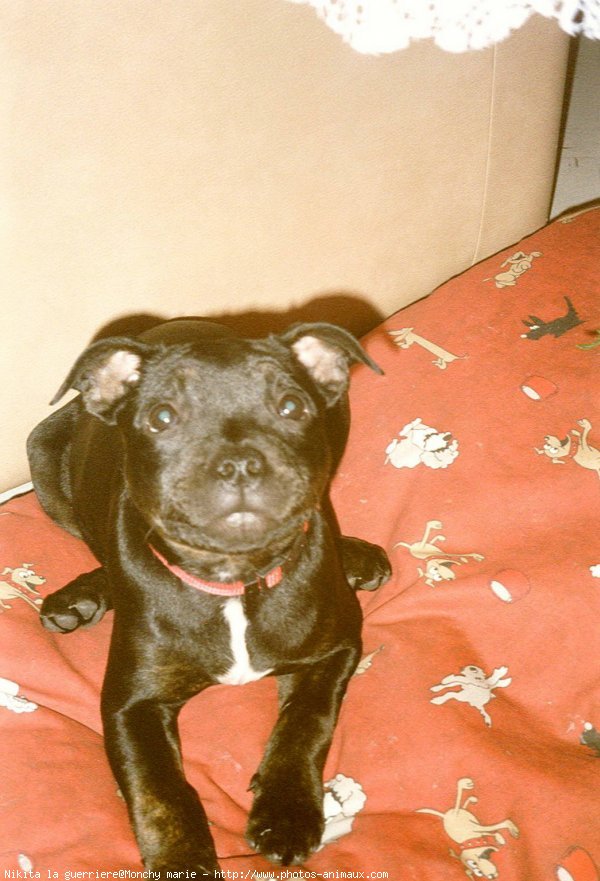 Photo de Staffordshire bull terrier