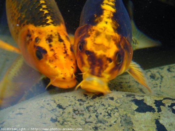 Photo de Poissons rouges