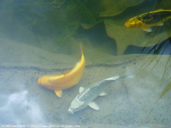 Photo de Poissons rouges