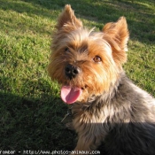 Photo de Yorkshire terrier