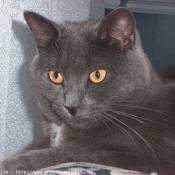 Photo de Chartreux