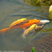 Photo de Poissons rouges