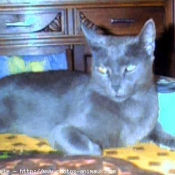 Photo de Chartreux