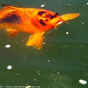 Photo de Poissons rouges