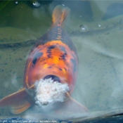 Photo de Poissons rouges