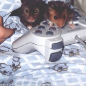 Photo de Hamster