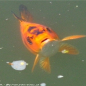 Photo de Poissons rouges