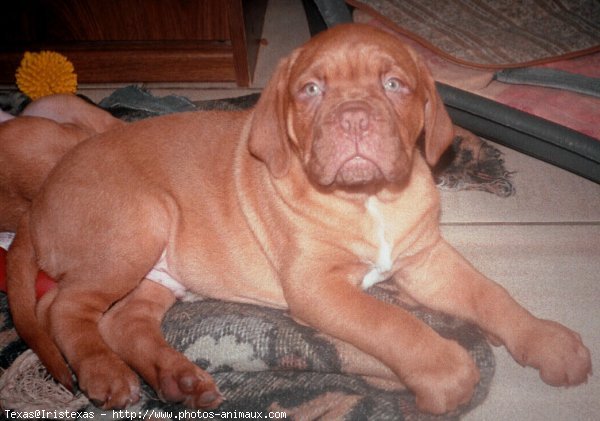 Photo de Dogue de bordeaux