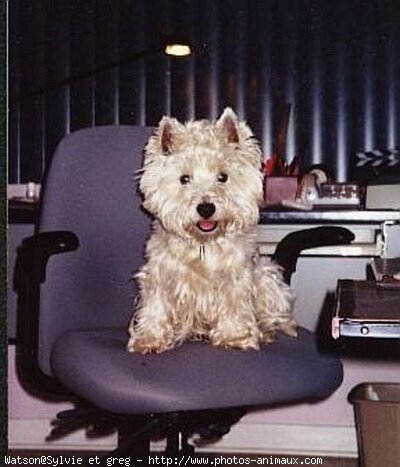 Photo de West highland white terrier