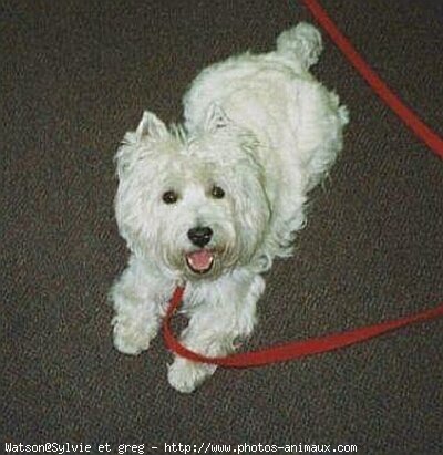 Photo de West highland white terrier