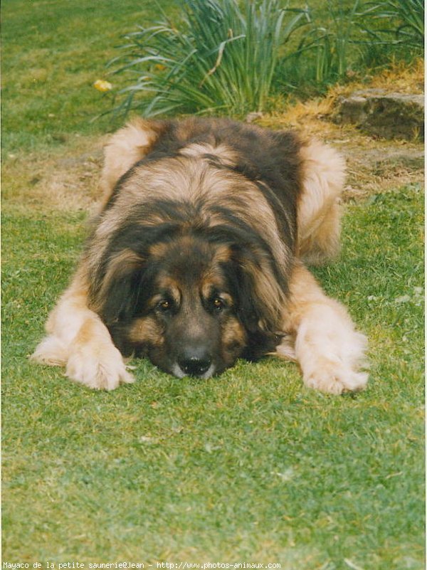 Photo de Leonberg