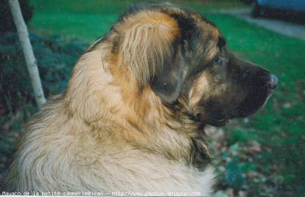 Photo de Leonberg