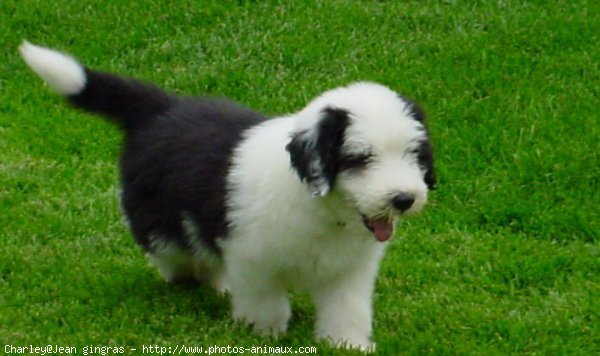 Photo de Bearded collie