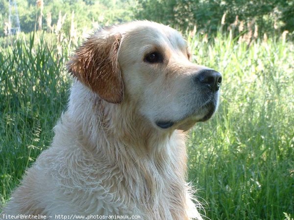 Photo de Golden retriever