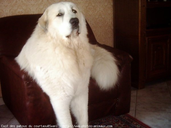 Photo de Chien de montagne des pyrnes