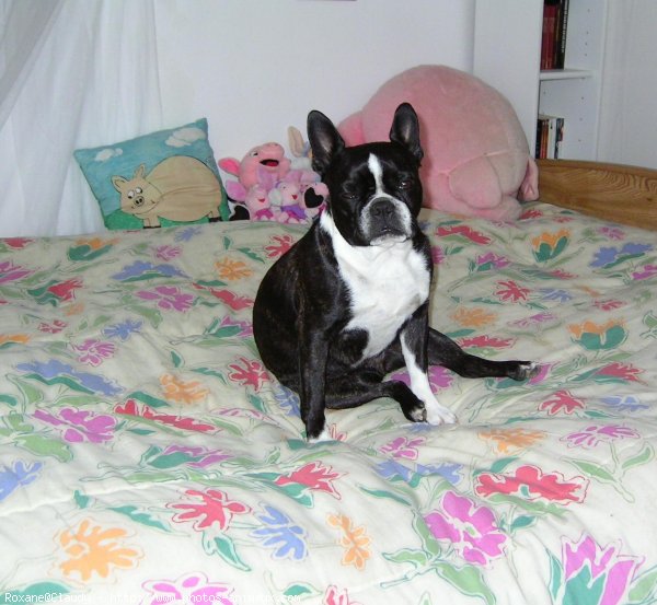 Photo de Boston terrier