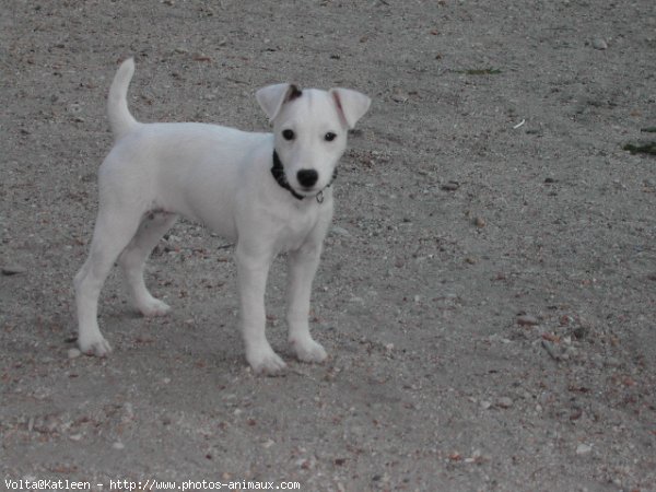 Photo de Jack russell terrier