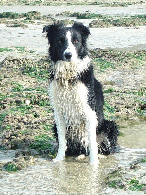 Photo de Border collie