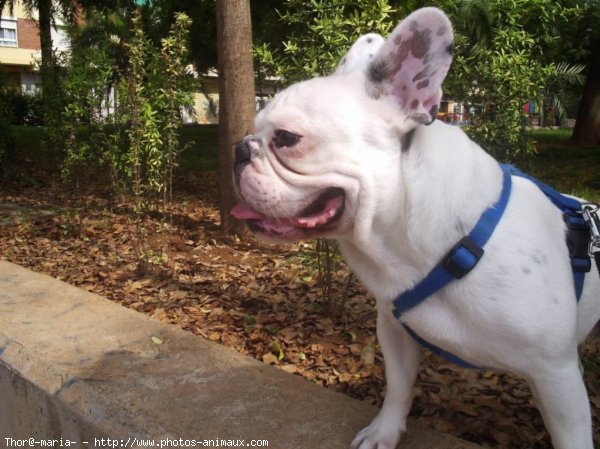 Photo de Bouledogue franais