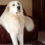 Photo de Chien de montagne des pyrnes