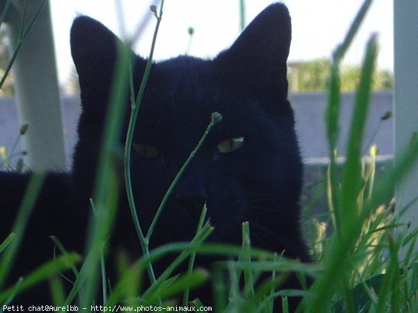 Photo de Chat domestique