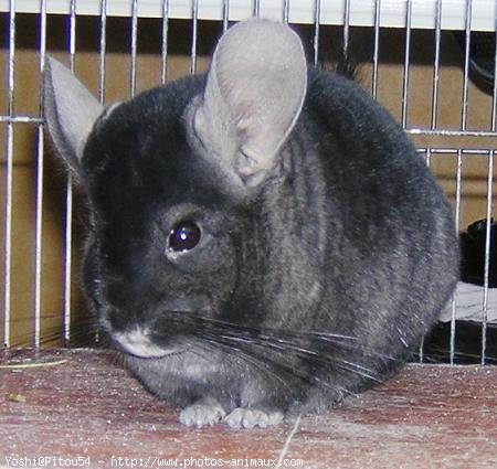 Photo de Chinchilla