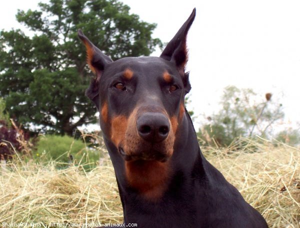 Photo de Dobermann