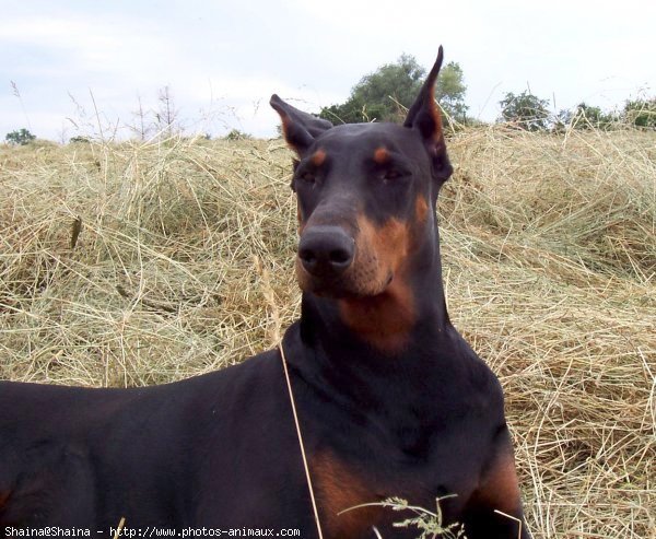 Photo de Dobermann