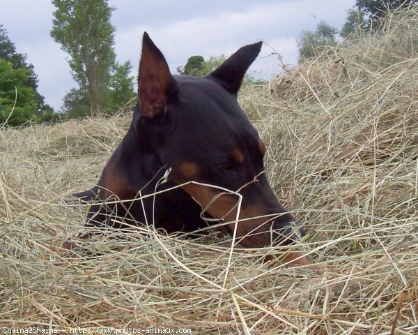 Photo de Dobermann