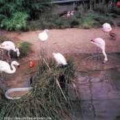 Photo de Flamand rose