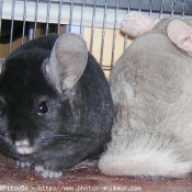 Photo de Chinchilla