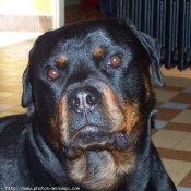 Photo de Rottweiler