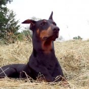 Photo de Dobermann