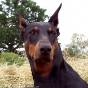 Photo de Dobermann