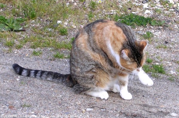 Photo de Chat domestique