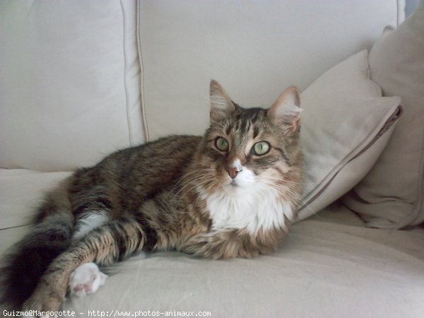 Photo de Maine coon