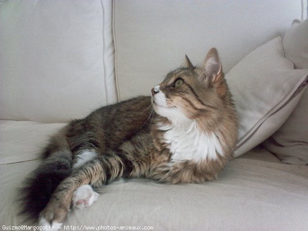 Photo de Maine coon