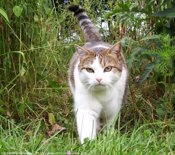 Photo de Chat domestique