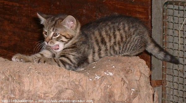 Photo de Chat domestique